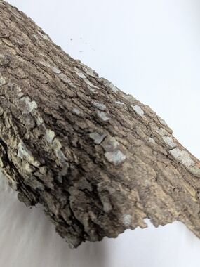 Natural Bark Hideaway for Reptile Enclosures — Brown